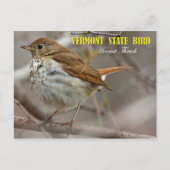 Vogel van de staat Vermont: Hermit Thrush Briefkaart (Voorkant)
