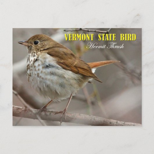 Vogel van de staat Vermont: Hermit Thrush Briefkaart (Voorkant)