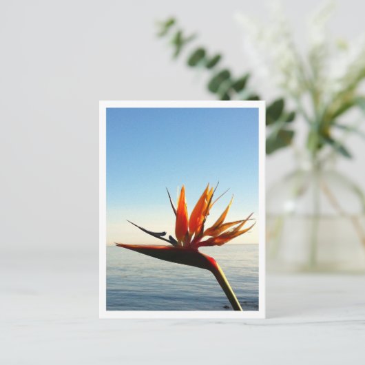 Vogel van het Briefkaart van Paradise (Staand voorkant)