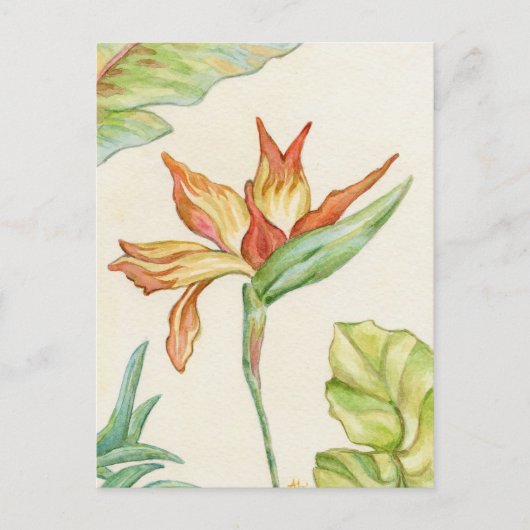 Vogel van het briefkaart van Paradise (Voorkant)