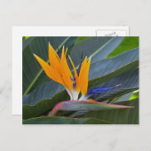 Vogel van het Briefkaart van Paradise (Voorkant / Achterkant)