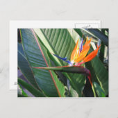 Vogel van het Briefkaart van Paradise (Voorkant / Achterkant)