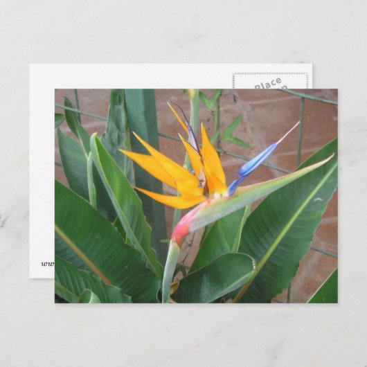 Vogel van het Briefkaart van Paradise (Voorkant / Achterkant)