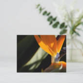 Vogel van het Briefkaart van Paradise (Staand voorkant)