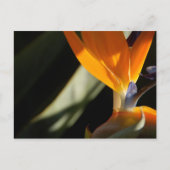 Vogel van het Briefkaart van Paradise (Voorkant)