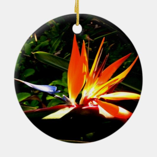 Vogel van het Ornament van Paradise (Achterkant)