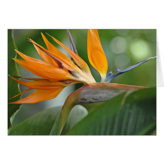 Vogel van het Paradijs