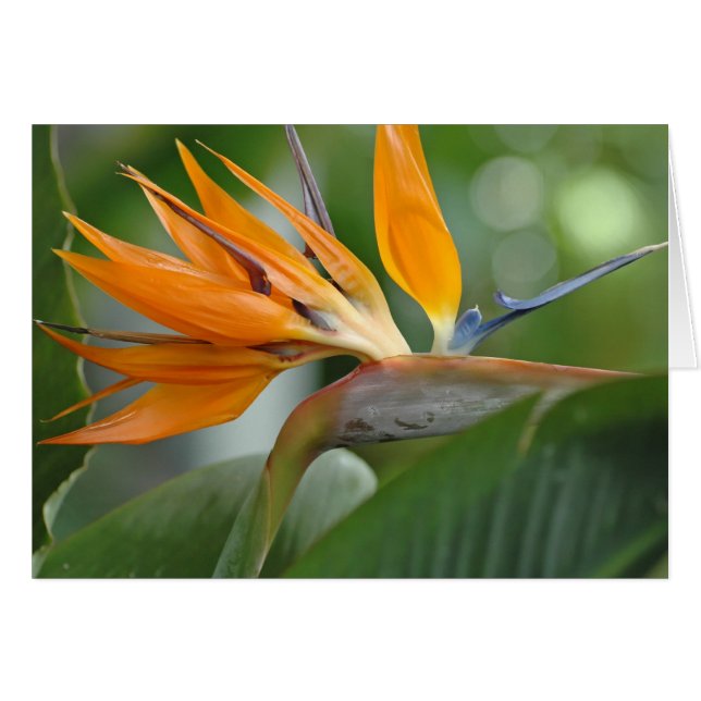 Vogel van het Paradijs (Voorkant Horizontaal)