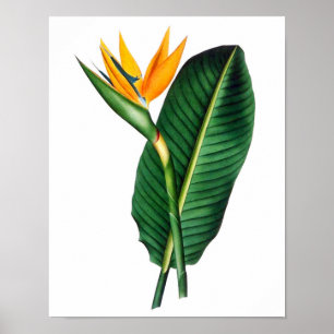 Vogel van het paradijs Afdrukken 1 Tropisch botani Poster