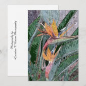 Vogel van het Paradijs Bedankkaart (Voorkant / Achterkant)