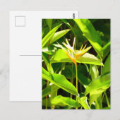 Vogel van het Paradijs Briefkaart (Voorkant / Achterkant)