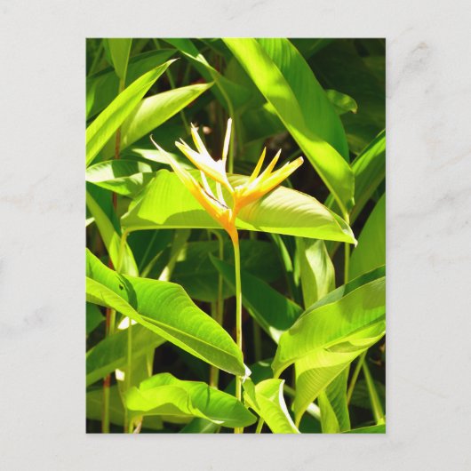 Vogel van het Paradijs Briefkaart (Voorkant)