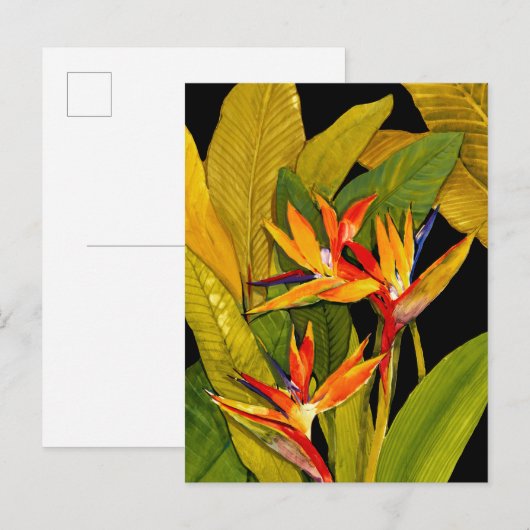 Vogel van het Paradijs Briefkaart (Voorkant / Achterkant)