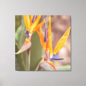 Vogel van het Paradijs Canvas Afdruk (Voorkant)