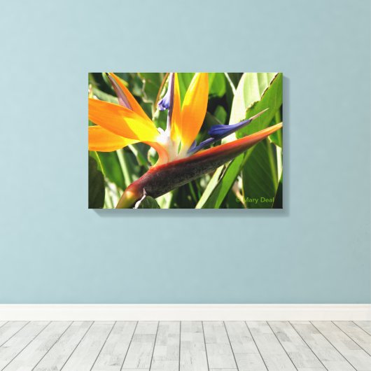 Vogel van het Paradijs Canvas Afdruk (Insitu (Houten vloer))