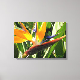 Vogel van het Paradijs Canvas Afdruk
