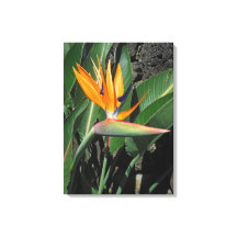 Vogel van het Paradijs