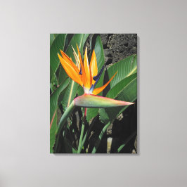 Vogel van het Paradijs Canvas Afdruk