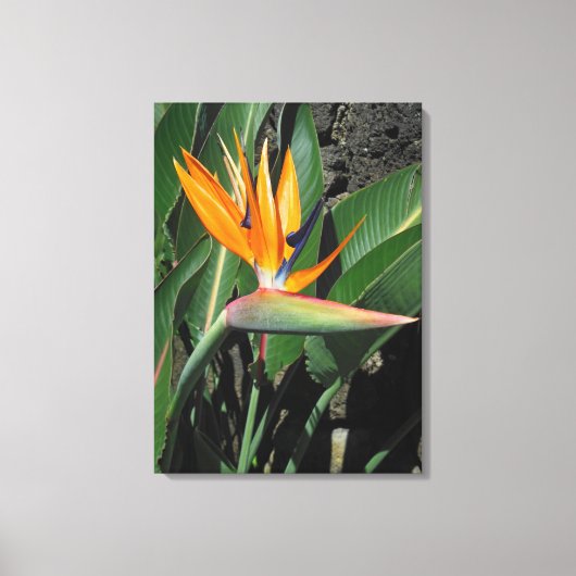 Vogel van het Paradijs Canvas Afdruk (Voorkant)