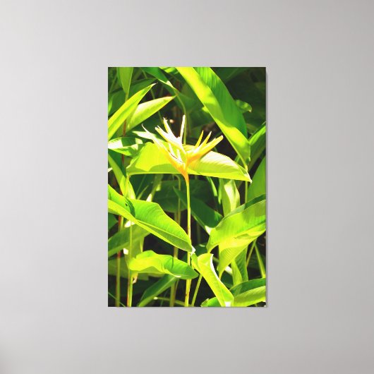 Vogel van het Paradijs Canvas Afdruk (Voorkant)