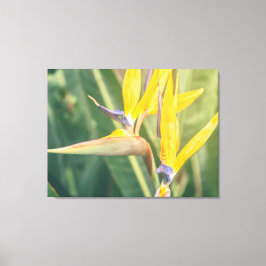 Vogel van het Paradijs Canvas Afdruk
