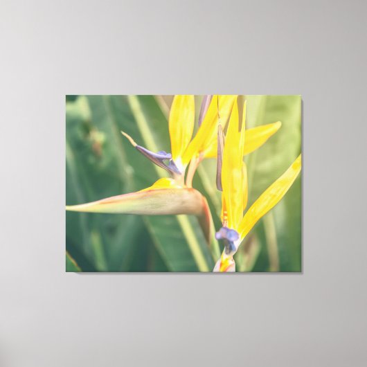 Vogel van het Paradijs Canvas Afdruk (Voorkant)
