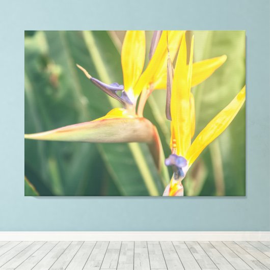 Vogel van het Paradijs Canvas Afdruk (Insitu (Houten vloer))