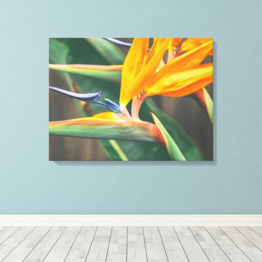 Vogel van het Paradijs Canvas Afdruk (Insitu (Houten vloer))