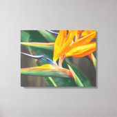 Vogel van het Paradijs Canvas Afdruk (Voorkant)