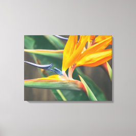 Vogel van het Paradijs Canvas Afdruk