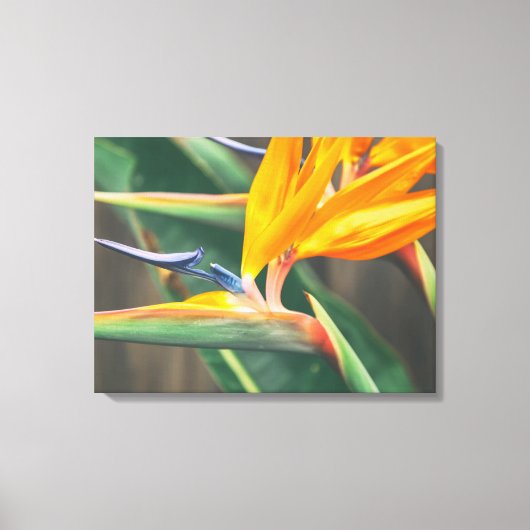 Vogel van het Paradijs Canvas Afdruk (Voorkant)