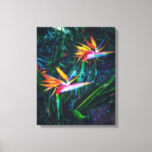 Vogel van het paradijs canvas afdruk (Voorkant)