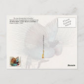 Vogel van het Paradijs en de Fairies Briefkaart (Achterkant)