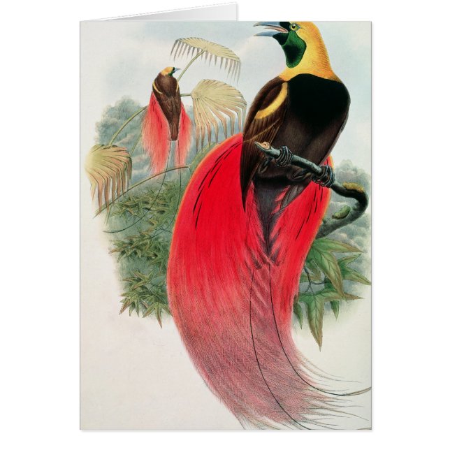Vogel van het Paradijs, gegraveerd door T. Walter (Voorkant)