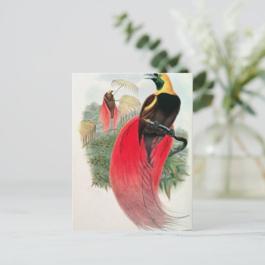 Vogel van het Paradijs, gegraveerd door T. Walter Briefkaart (Staand voorkant)