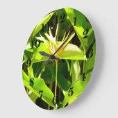 Vogel van het Paradijs Grote Klok (Hoek)