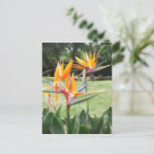 Vogel van het paradijs in dierentuin 2 briefkaart (Staand voorkant)