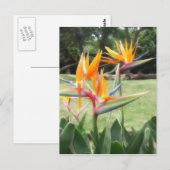Vogel van het paradijs in dierentuin 2 briefkaart (Voorkant / Achterkant)