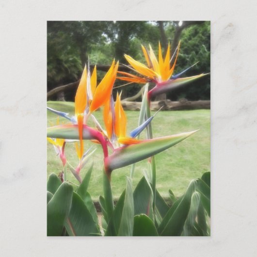 Vogel van het paradijs in dierentuin 2 briefkaart (Voorkant)