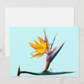 Vogel van het Paradijs Kaart (Voorkant / Achterkant)