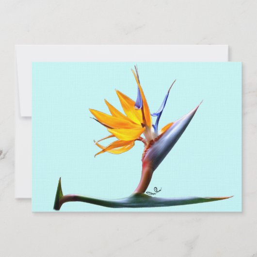 Vogel van het Paradijs Kaart (Voorkant)