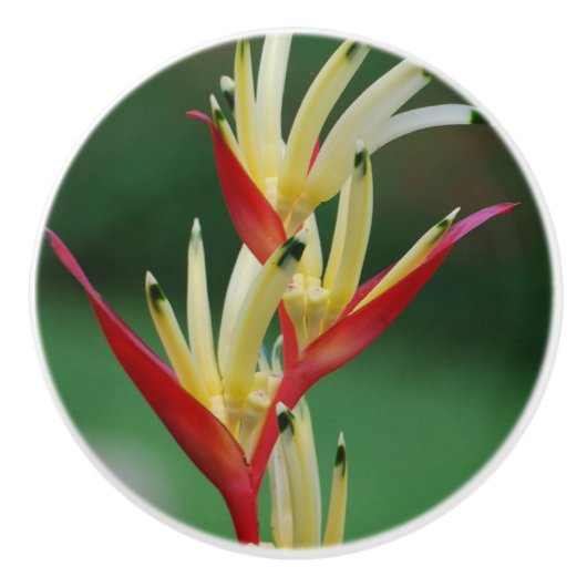 Vogel van het Paradijs Keramische Knop (Voorkant)