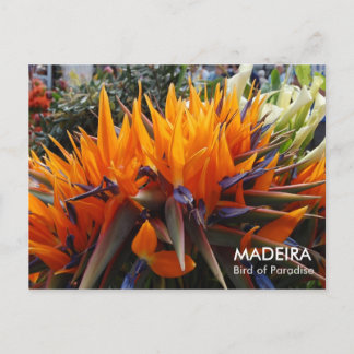 Vogel van het Paradijs, MADEIRA Briefkaart