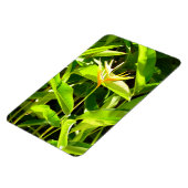 Vogel van het Paradijs Magneet (Linkerzijde)