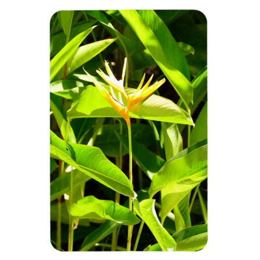 Vogel van het Paradijs Magneet (Verticaal)