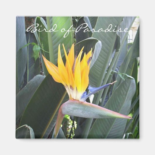 Vogel van het Paradijs Magneet (Voorkant)