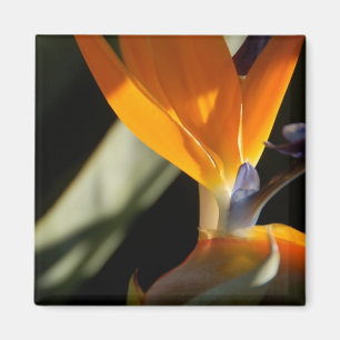 Vogel van het Paradijs Magnet