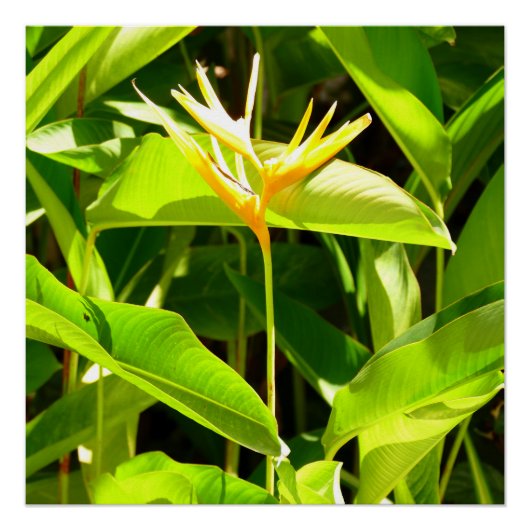 Vogel van het Paradijs Perfect Poster (Voorkant)