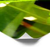 Vogel van het Paradijs Perfect Poster (Hoek)