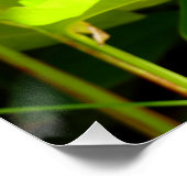 Vogel van het Paradijs Perfect Poster (Hoek)